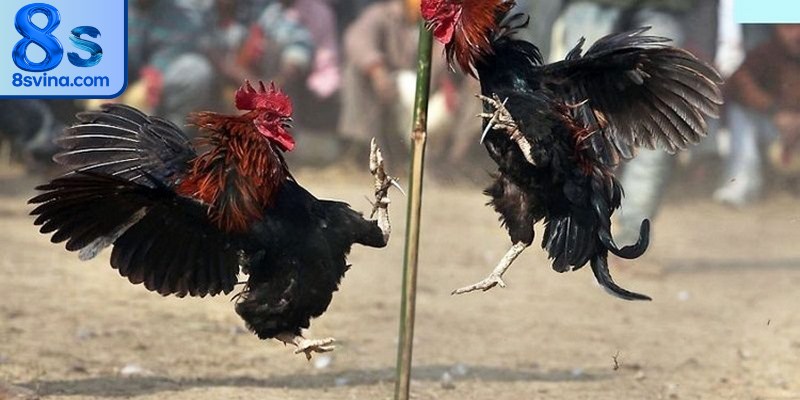 Kinh nghiệm chơi đá gà Thomo thắng lớn được cao thủ chia sẻ