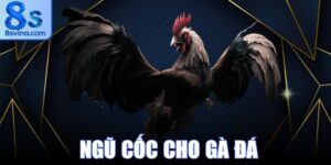 Ngũ Cốc Cho Gà Đá